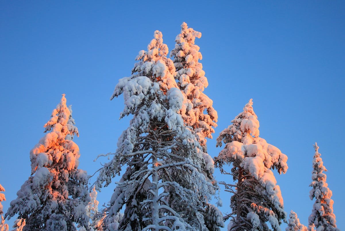 paysage sapin enneigés